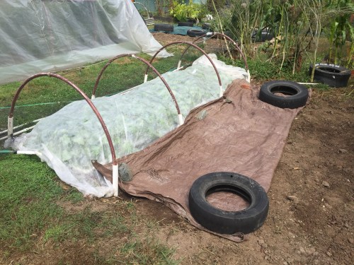 I better protect it from the raccoons. I don't want them tearing up the seedlings to get at the crab shell. If you're wondering where I got all the tires, I used to plant 60 tomato plants...inside the tires for warmth. I poked, cut, and drilled holes in each one to drain rain water out. Now a days, I'm not planting that many tomatoes, but it's costly to get rid of the tires...anyone want some free tires?