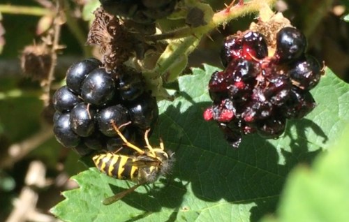 August 16...Wasps are in search of sugars. Here's one on the blackberries.