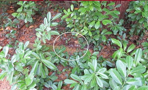 This is where the ground nest is, in the laurel hedge area. My wife discovered it when she was coaxing the cat out. Luckily, she only got stung once. In the video you can see how fast they move...at least twice as fast as a honeybee.