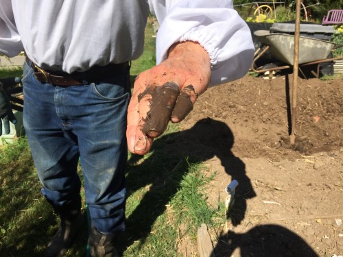 That wasp didn't sting me, but the one in my glove did. A little mud works wonders.