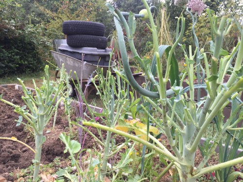 August 20...This is WHY we are planting in this bed already. The oh-so-cute deer chomped our beautiful broccoli plants when we forgot to re-net it.