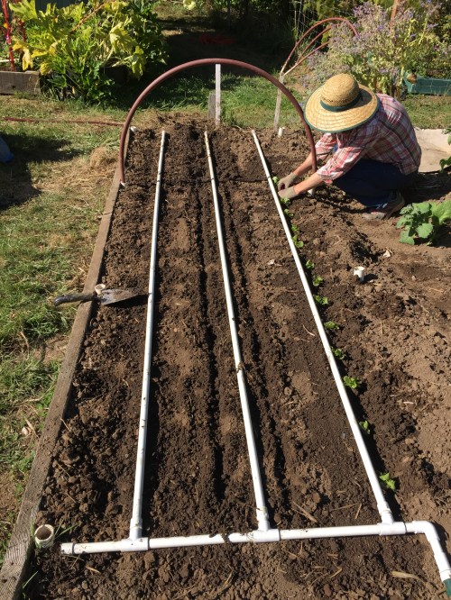 Aug. 20... Beets on left , turnips in middle, Sue plants winter lettuce on right. (Yes Pat, you did remember to put ashes under the beets.)