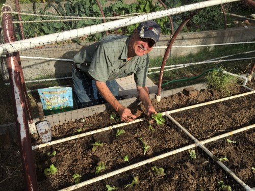 August 27...I'm a sucker for any 'gardening trick'. Here I'm holding up a dried banana peel. It's supposed to give your transplant a shot of something (potassium?) when the roots reach down to it (assuming you put it in the hole before the plant goes in.)