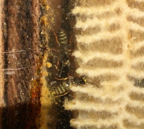 Bee-atrice log hive...Looking through the observation window, we see the final indignation...wasps are roaming at will inside. We must remove the comb. I won't kill the wasps, but I don't want to grow their numbers by feeding them honey.