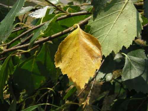 August 4...example of a leaf that has lost it's chlorophyll. Chlorophyll gives leaves their green color and absorbs light that is used in photosynthesis. You have to wonder why some leaves lose color while others don't. "Okay everyone on this list gets no more chlorophyll." I'm sure there's a good reason, but this leaf here must be on the list. :) Eventually, because of shorter days and decreasing sunlight, the tree will stop producing chlorophyll altogether and all the leaves will turn color.