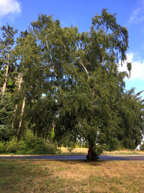 This is how the tree looks in late August. It's still has plenty of green leaves.
