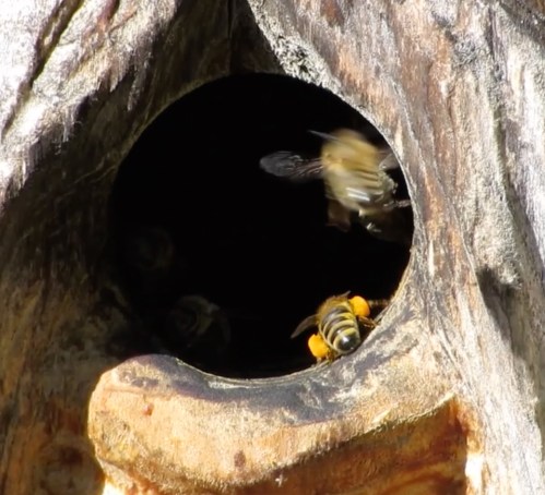 Sept. 23...Lots of good orange pollen being carried into this hive. This hive will go into winter without me intervening in any way.