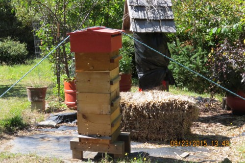 Sept. 23...I'm down to only one Warre hive now. It's doing well with lots of pollen coming in. You can see Bee-atrice Log hive 'shuttered' in the background. When the wasps were running rampant inside, I had to wrap it up. I'll clean it out (scorch it) come spring and try to attract another swarm.
