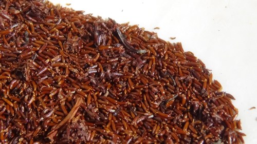 These seeds are TINY.