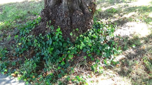Sept. 10...I see the ivy is growing back. I wonder if Ollie is going to trim it again.