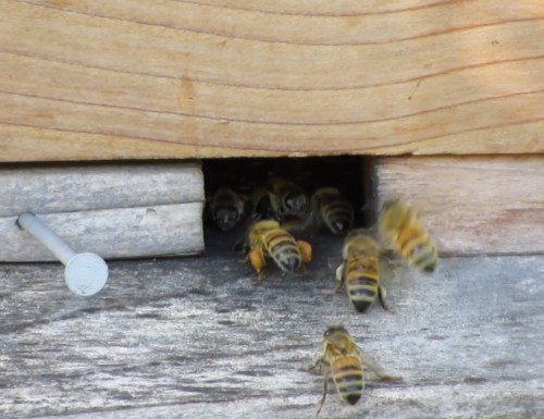 Bees head into the Warre loads of pollen. This hive is heavy. I haven't taken any honey from it. I think they will make it through the winter without me feeding.