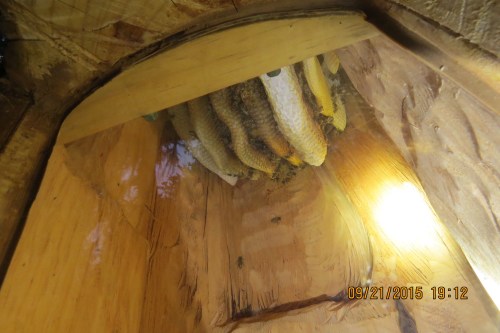 Sept. 21...The bee population is dwindling. What more evidence do I need that this hive is history.