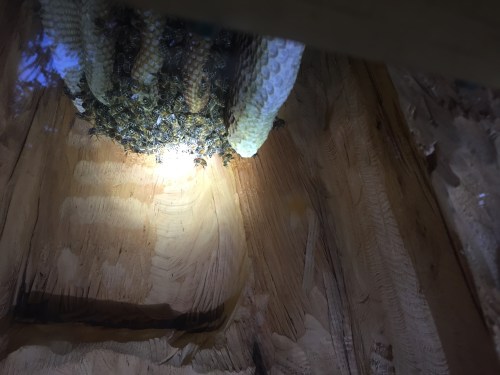 Oct. 6...Are there more bees here?