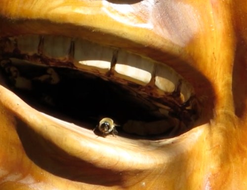 Sept. 17...Then I saw a drone exiting. I took it to mean I had a laying worker. Not good. This hive is 'going down.'