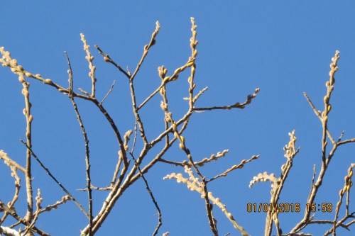 1 Buds swelling on willow, 1-1-16
