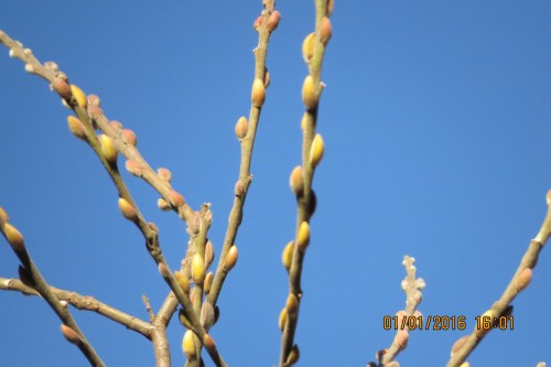 5 Pussy willow buds swelling, 1-1-16