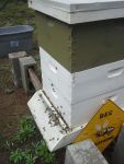 105751 Steve’s hive,&nbsp;2-17-16