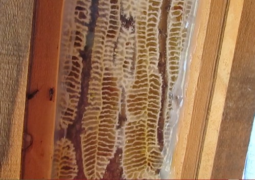 21A The view from the back of back of the hive, July 2015. copy