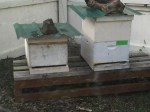 2498 Two bee hives, occupied, MP bee yard,&nbsp;3-4-16