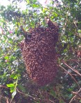 942A Big swarm for Steve,&nbsp;5-30-15++