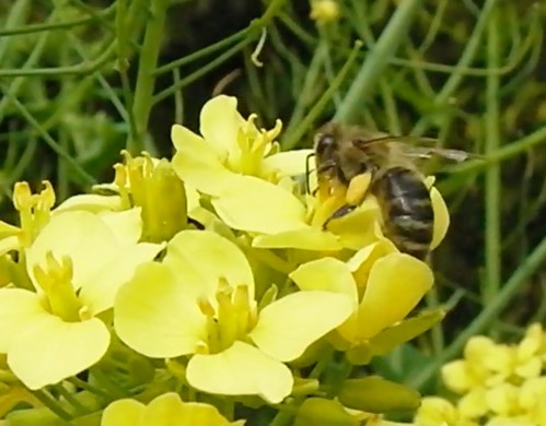 22A Turnip flowers, 4-21,16 copy