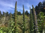 2635 Echium, 4-5-16.JPG+++