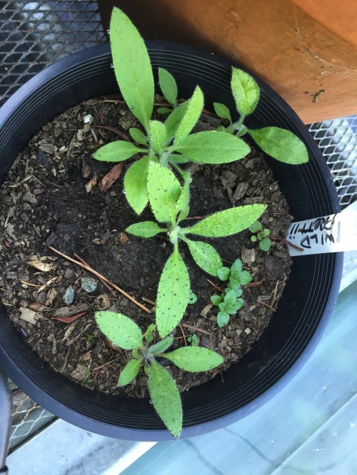 2675 Wild Prettii planted outside, 11-27-15, 4-7-16