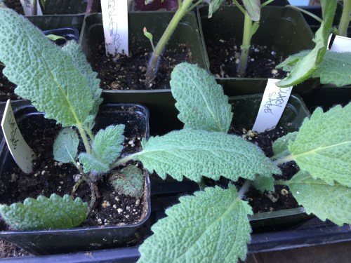 2682 Clary Sage, 4-7-16