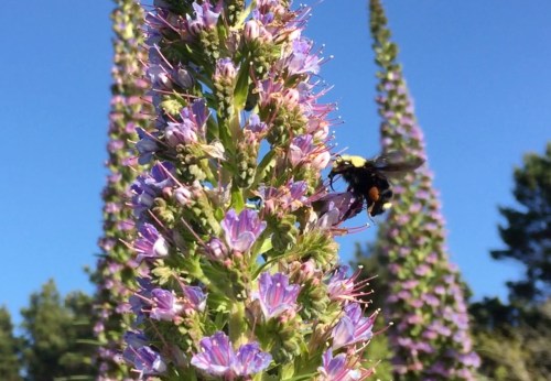 2757A Bumblebees like it too copy