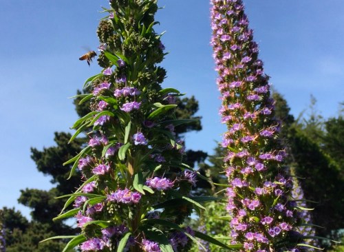 2804A Bee near Echium, 4-19-16 copy