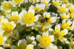 2830B Mason bee on Meadowfoam, 4-20-16&nbsp;copy