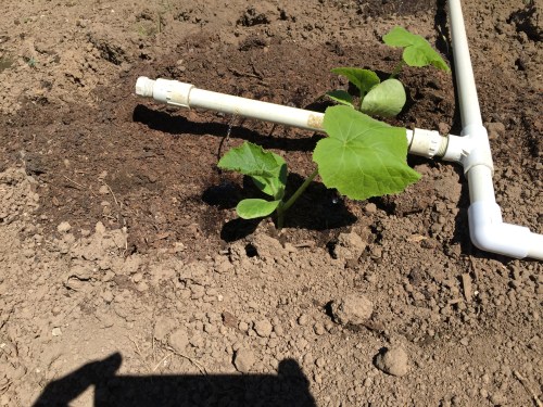 3032 Drip watering squash, 5-10-16