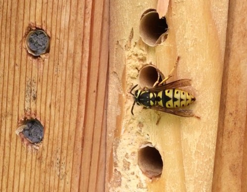 3147A German wasp on nesting block copy