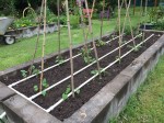 3195 Pole beans planted,&nbsp;5-22-16