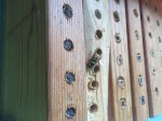 3206 German wasp on mason bee blocks,&nbsp;5-22-16