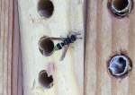 3274A Mason wasp?&nbsp;copy