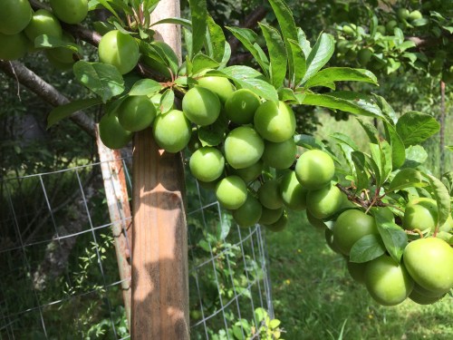 3290 Plum tree loaded, 6-4-16JPG