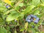 3337 Blueberries, 6-9-16&nbsp;copy