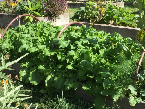 4110-short-bed-of-turnips-10-6-16