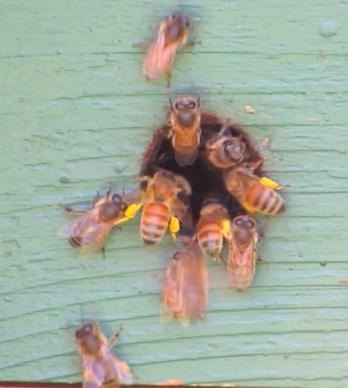 4a-bees-with-pollen-2-23-17-copy