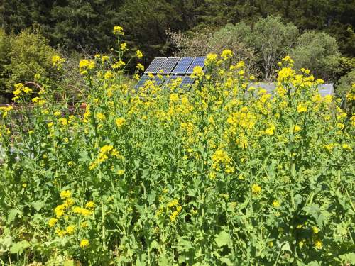 4999 Turnip cover crop blooming, 4-21-17 copy