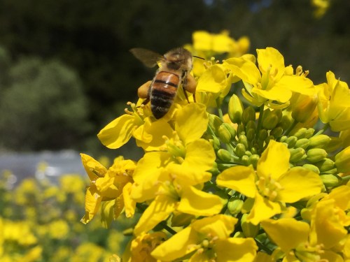 5001 Turnip flower bee,.JPG++++