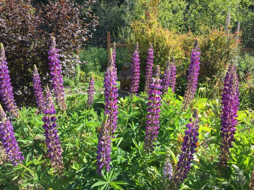5314 Lupines, 5-22-17.JPG++++
