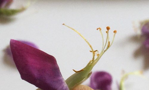 5578A Lupine, inside the "Keel", 6-10-17.JPG++++ copy