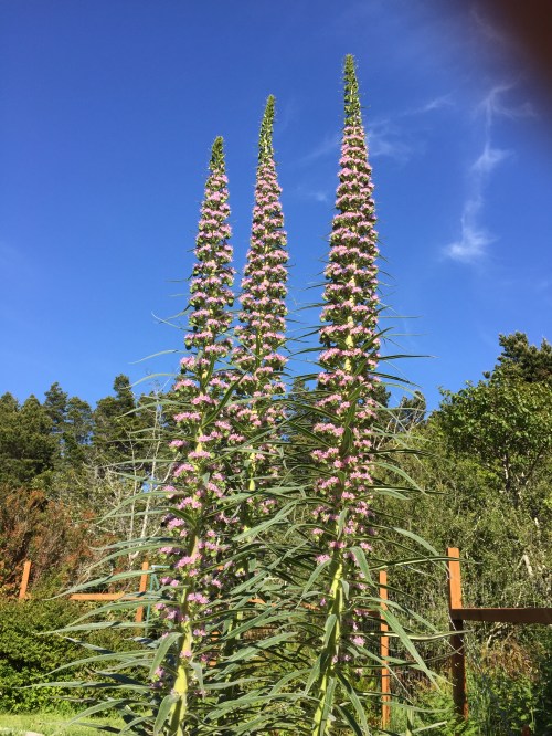 5321 Three pink echium towers, 5-22-17.JPG++++