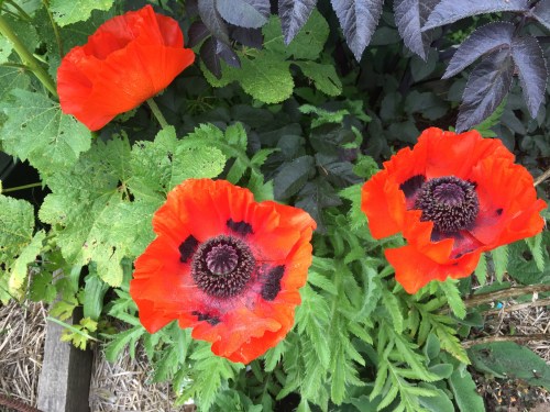 5455 Poppies, 6-1-17