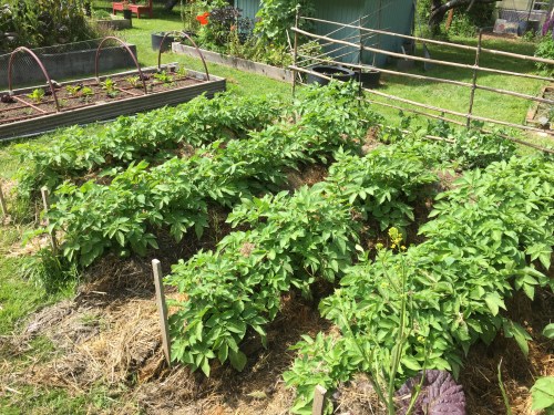 5456 Mulched potato vines today, 6-1-17