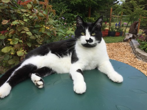 5625 Carmen poses, 6-13-17