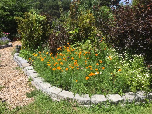 5759 Sue's CA poppies, 6-23-17
