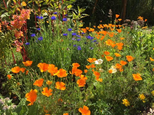 5778 Oranges and blues, 6-23-17